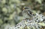 Snow Bunting